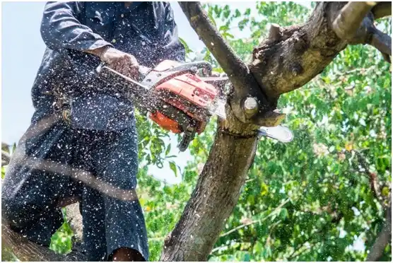tree services Holly Hill